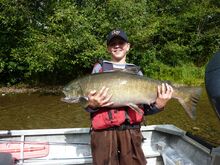 Chinook "King" Salmon